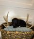 Goldendoodle Puppies for sale in Grifton, NC 28530, USA. price: $1,500