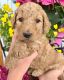 Goldendoodle Puppies for sale in Greenville, SC, USA. price: $1,500