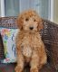 Goldendoodle Puppies for sale in Seattle, WA, USA. price: $1,500