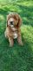 Goldendoodle Puppies for sale in Doon, IA 51235, USA. price: NA