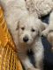 Goldendoodle Puppies for sale in Lima, OH, USA. price: $1,200