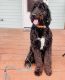 Goldendoodle Puppies for sale in Salt Lake City, UT, USA. price: $2,500