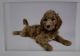 Goldendoodle Puppies for sale in Stone Ridge, VA 20105, USA. price: NA