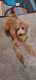 Goldendoodle Puppies for sale in Cleveland, OH, USA. price: $500
