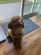 Goldendoodle Puppies for sale in 2045 Haster St, Anaheim, CA 92802, USA. price: NA