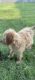 Goldendoodle Puppies for sale in Jackson, MS, USA. price: $600