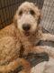 Goldendoodle Puppies for sale in Algonac, MI 48001, USA. price: NA