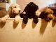 Goldendoodle Puppies for sale in San Diego, CA, USA. price: $300