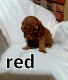 Goldendoodle Puppies for sale in Wewoka, OK 74884, USA. price: $1,000