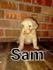 Goldendoodle Puppies for sale in Wewoka, OK 74884, USA. price: $1,000