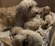 Goldendoodle Puppies for sale in Bloomsburg, PA 17815, USA. price: $800