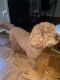 Goldendoodle Puppies for sale in Baltimore, MD, USA. price: $2,000