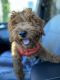 Goldendoodle Puppies for sale in Huntington Beach, CA, USA. price: $280,000