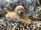 Goldendoodle Puppies for sale in Sterling Heights, MI, USA. price: $1,500