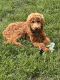Goldendoodle Puppies for sale in Lynchburg, VA, USA. price: $2,000