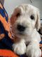 Goldendoodle Puppies for sale in Longmont, CO 80504, USA. price: $2,500