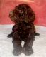 Goldendoodle Puppies for sale in Whittier, CA 90604, USA. price: NA