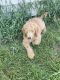 Goldendoodle Puppies for sale in Middletown, NY 10940, USA. price: $900