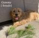 Goldendoodle Puppies for sale in Monticello, MN, USA. price: NA