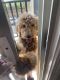 Goldendoodle Puppies for sale in Newton, MA, USA. price: $1,000