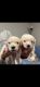 Goldendoodle Puppies for sale in Bondurant, IA 50035, USA. price: $2,200
