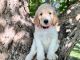 Goldendoodle Puppies for sale in Orlando, FL, USA. price: $1,300