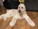 Goldendoodle Puppies for sale in Buckeye, AZ, USA. price: $2,000