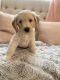 Goldendoodle Puppies for sale in Loma Linda, CA 92354, USA. price: NA