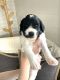 Goldendoodle Puppies for sale in Dayton, OH 45439, USA. price: $800
