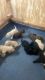 Goldendoodle Puppies for sale in Fort Valley, GA, USA. price: $1,200