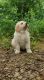Goldendoodle Puppies for sale in Conway, AR, USA. price: $1,200