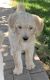 Goldendoodle Puppies for sale in Oroville, CA, USA. price: $600