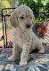 Goldendoodle Puppies for sale in Oroville, CA, USA. price: $800