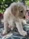 Goldendoodle Puppies for sale in Oroville, CA, USA. price: $600