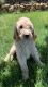 Goldendoodle Puppies for sale in Oroville, CA, USA. price: $800