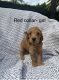 Goldendoodle Puppies for sale in Tampa-St. Petersburg Metropolitan Area, FL, USA. price: NA