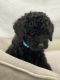 Goldendoodle Puppies for sale in Miami Lakes, FL, USA. price: $1,950