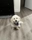 Goldendoodle Puppies for sale in Fort Lauderdale, FL, USA. price: $2,500