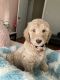 Goldendoodle Puppies for sale in Sherman, TX, USA. price: $1,250