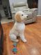Goldendoodle Puppies for sale in Sterling, VA, USA. price: $1,500