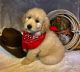Goldendoodle Puppies for sale in Shelbyville, TN, USA. price: $1,200