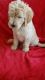 Goldendoodle Puppies for sale in Emlenton, PA 16373, USA. price: NA