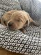 Goldendoodle Puppies for sale in East Haven, CT, USA. price: $1,450