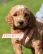 Goldendoodle Puppies for sale in Klamath Falls, OR, USA. price: $1,000