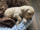 Goldendoodle Puppies for sale in Murrieta, CA, USA. price: $2,500