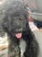 Goldendoodle Puppies for sale in Merrillville, IN, USA. price: $1,000