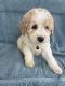 Goldendoodle Puppies for sale in Midland, MI, USA. price: $2,500