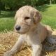 Goldendoodle Puppies for sale in Lebanon, MO 65536, USA. price: $1,000