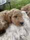 Goldendoodle Puppies for sale in Salt Lake City, UT, USA. price: $1,400