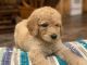 Goldendoodle Puppies for sale in Escanaba, MI 49829, USA. price: $700
